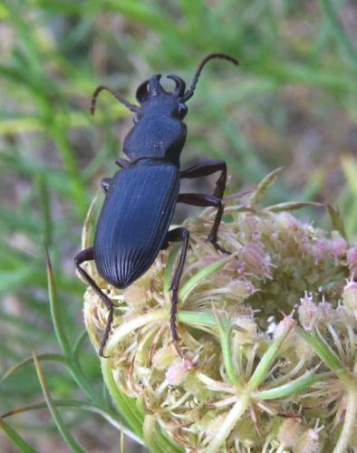 Réf. 211 881 : Ditomus calydonius